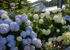 8月の写真