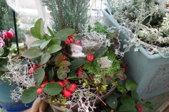冬の寄せ植え
