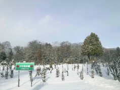冬のバラ園のようす