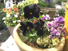 寄せ植え