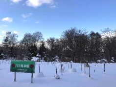 冬の雪印種苗バラ見本園