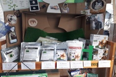 ねこ草栽培コーナ