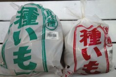 〇種イモ販売がスタートします〇
