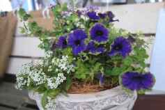 ペチュニアの寄せ植え