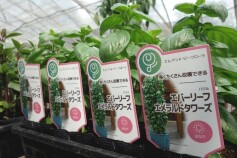 バジル　エバーリーフエメラルドタワーズ
