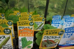 野菜のグリーンカーテン