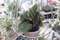 根茎性ベゴニア