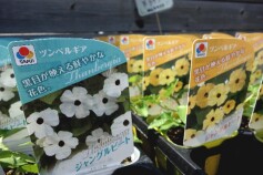 ツンベルギア　ジャングルビート