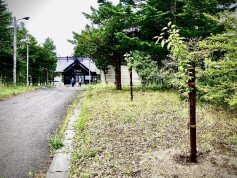 下野幌八幡神社さまに桜の植樹をさせていただきました。