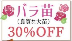 SALE!!　バラ苗！