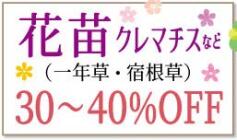 SALE!!　花苗・クレマチス！