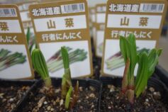 行者にんにく