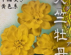 ダリア 　’天竺牡丹’　黄色系