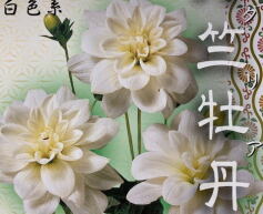 ダリア 　’天竺牡丹’　白色系