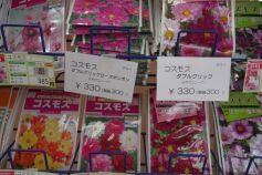 コスモスの種
