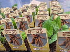ヤーコン