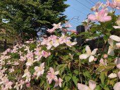6月の写真