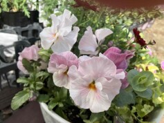 花ろまん　すみれ　恋もも