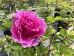 バラ  ‘ラヴァンデパルフュメ’