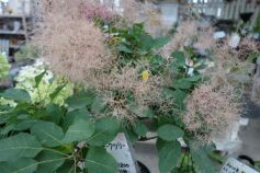 花言葉は「賑やかな家族」