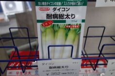 ダイコン耐病総太り