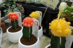 ギムノカリキウム 緋牡丹