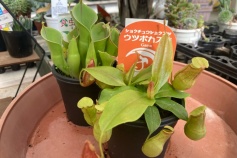 食虫植物