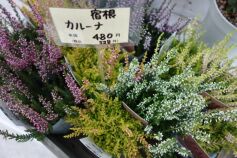 宿根 カルーナ