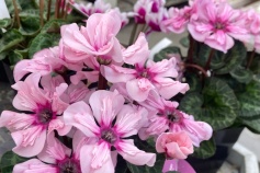 イリュージア ピンクラテ