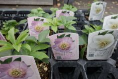 縁起の良いクリスマスローズ