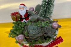 クリスマス多肉寄せ植え講習会