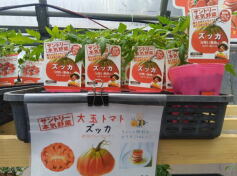 欧州グルメ　巨大トマト’ズッカ’入荷しました！