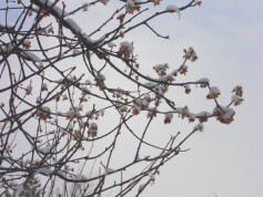 ツルウメモドキ