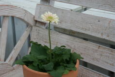 温室店舗にてまったり