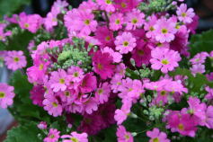 プリムラ マラコイディス