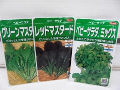 ベビーリーフをお家で