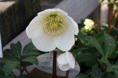 原種のクリスマスローズ