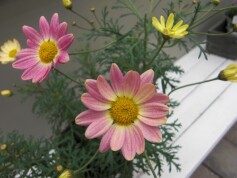 マーガレット‘スプリングブーケ’