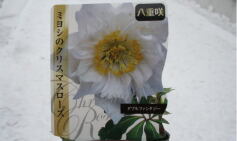 クリスマスローズ‘ダブルファンタジー’