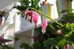 大漁！タイツリソウ