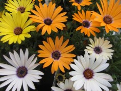 オステオスペルマム