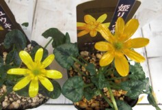 姫リュウキンカ