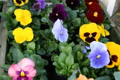 パンジー、ビオラ入荷