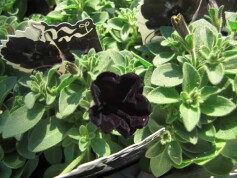 ‘ブラックブラック’