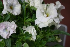 春色のムーラン