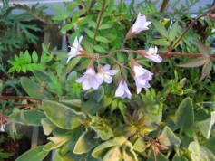 ポレモニウム・レプタンス