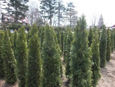 苗木売場オープン！