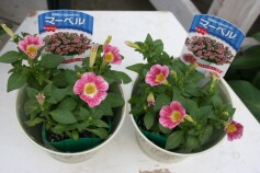 ペチュニア　マーベル