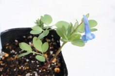 エゾエンゴサク