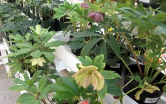 クリスマスローズSALE！